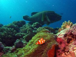 Barrier reef Locals, 'Giant Wrasse and False Nemo'. 5060 ... by Joshua Miles 